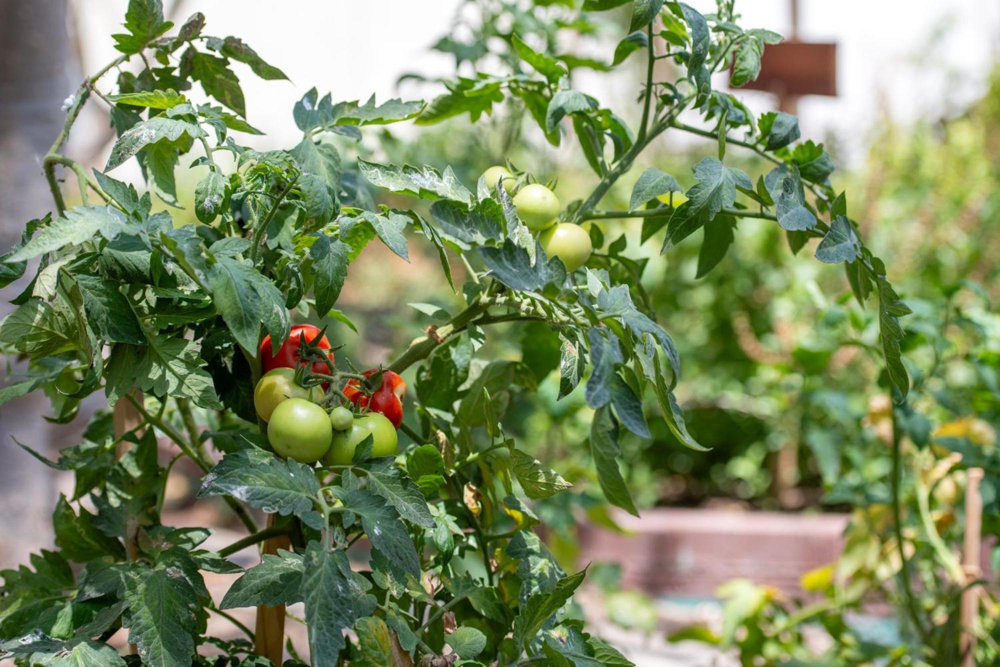 מלון The Ritz-Carlton, דוחה מראה חיצוני תמונה Tomato plants